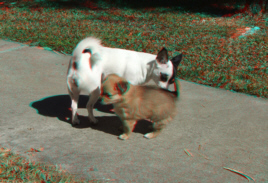 Lolly Gobble and Buddy the two Gorgeous Puppy Dog Pair 3D anaglyph